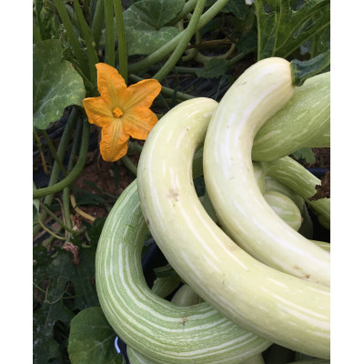 Courge Tromba d'Albenga - 1 kg