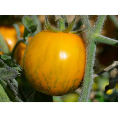 Promo tomates second choix - 2kg Promo tomates second choix - 2kg
