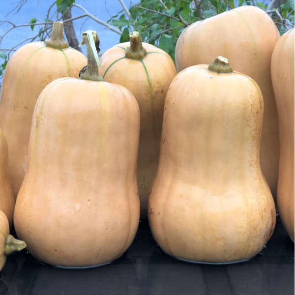 Courge butternut -1 à 1,5kg / pièce