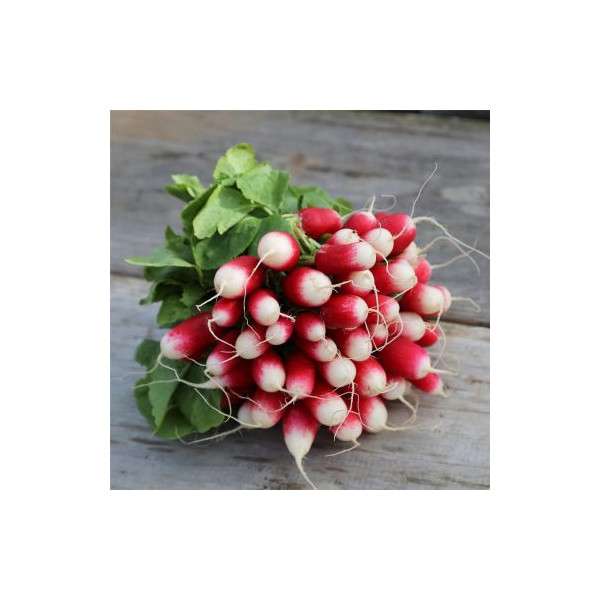 Radis - 1 botte