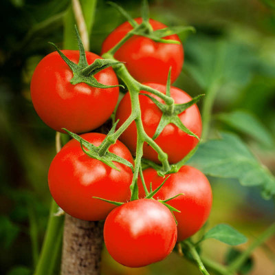 Promo tomates second choix - 2kg Promo tomates second choix - 2kg
