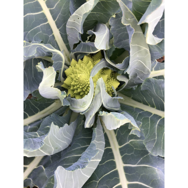 lot de petits Choux romanesco - 500g