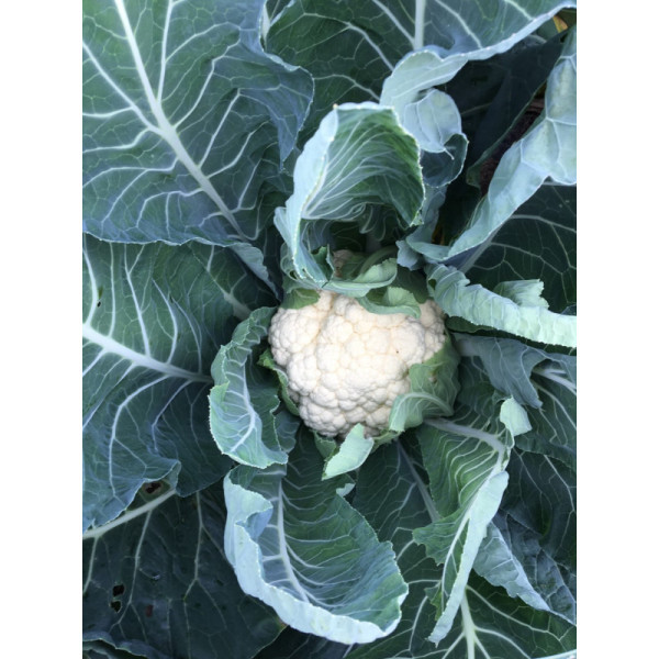 Chou fleur- pièce