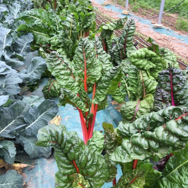 Blette de couleur et blanche - 500g