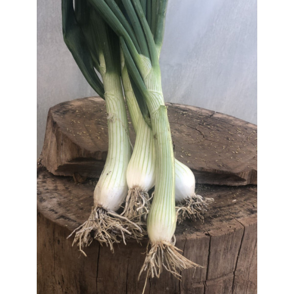 Oignon blanc nouveau - 1 botte