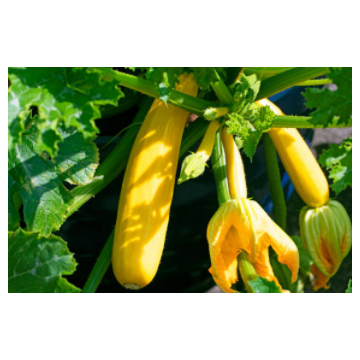 Courgette Jaune - 500g