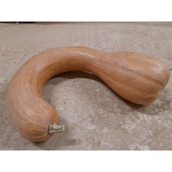 courge longue de Nice - 1 kg
