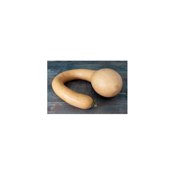 Courge Tromba d'Albenga - 1 kg