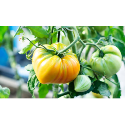 Tomate Ancienne - 2 kg Tomate Ancienne - 2 kg