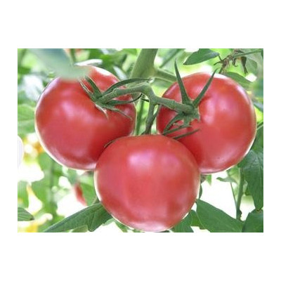 Tomate Ancienne - 2 kg Tomate Ancienne - 2 kg