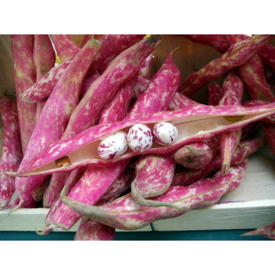 haricot coco Big Borlotto frais - 500gr haricot coco Big Borlotto frais - 500gr