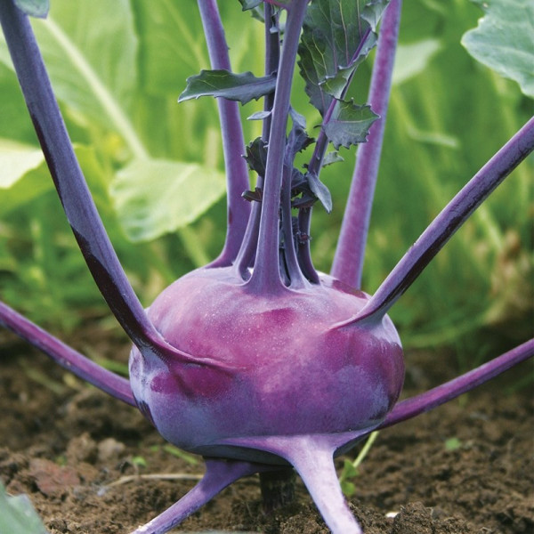 chou rave - 1 pièce