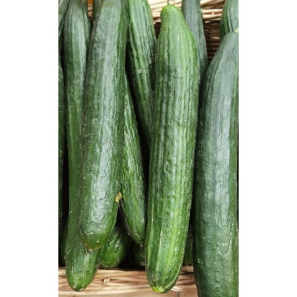 Concombre long  - pièce