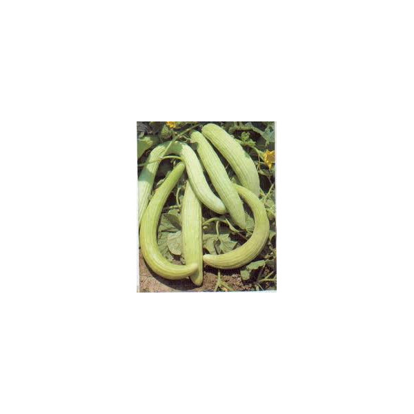 Concombre arménien - pièce