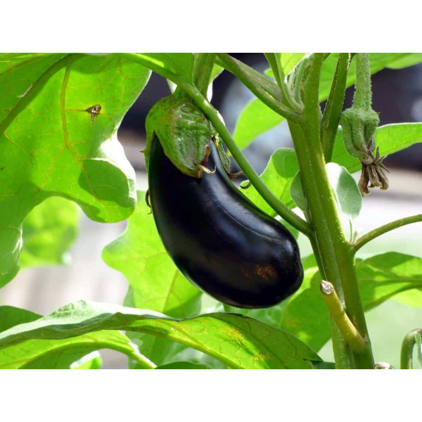 Aubergine - 1kg