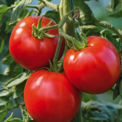 Tomate ronde - 500g Tomate ronde - 500g