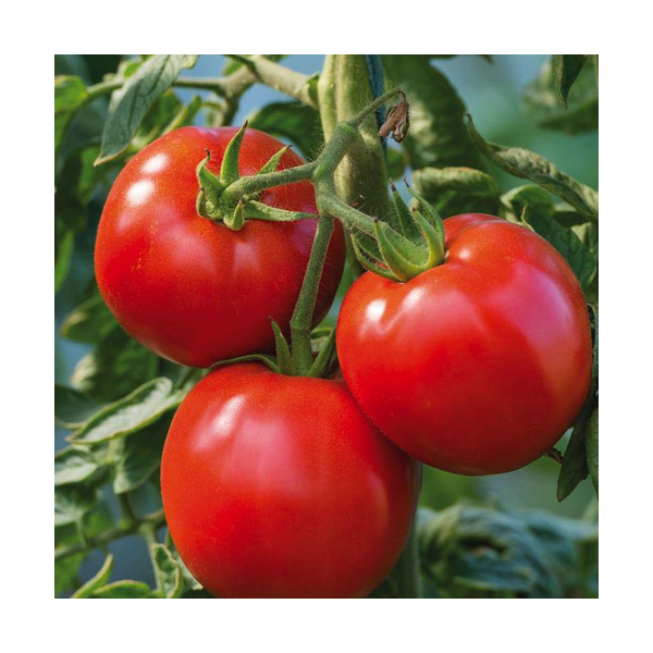 Tomate ronde - 500g