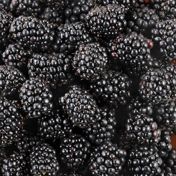 mûres - 250g