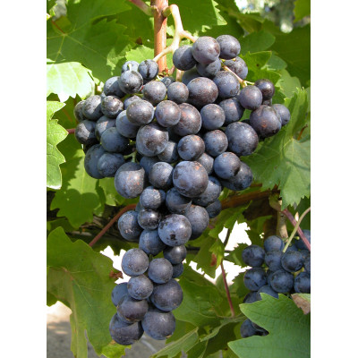 raisin noir - 500 gr