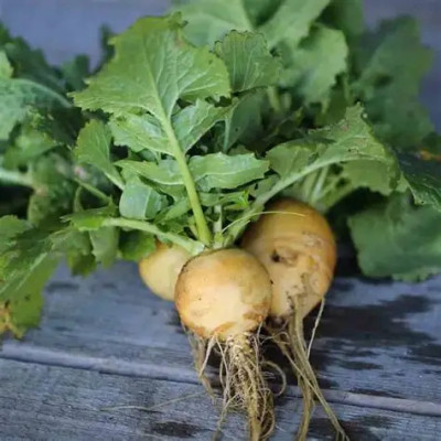 Navet boule d'or - 500g