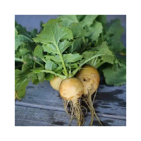 Navet boule d'or - 500g