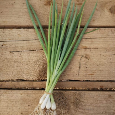 Oignon Cebette - 1 botte