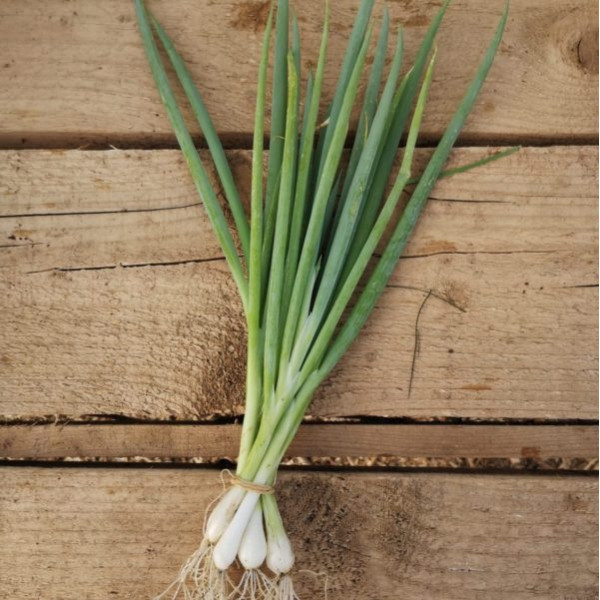 Oignon Cebette - 1 botte