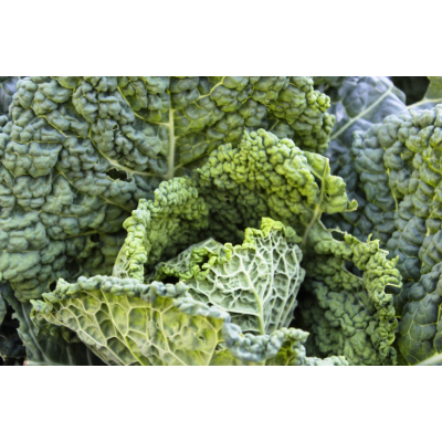 Coeur de Chou frisé - 500g