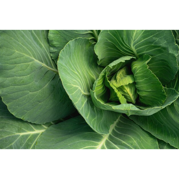 Coeur de Chou vert - 500g