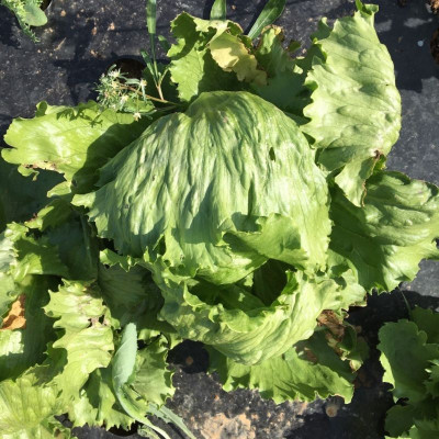 Laitue Iceberg - 1 pièce