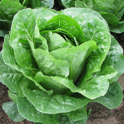 Laitue Romaine - 1 pièce