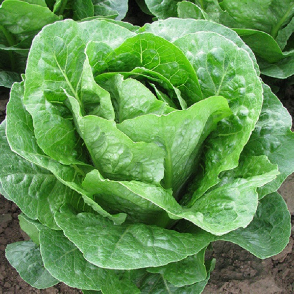 Laitue Romaine - 1 pièce