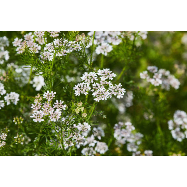 Fleurs de coriandre - 1 bouquet
