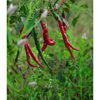 Piment de cayenne - 30g