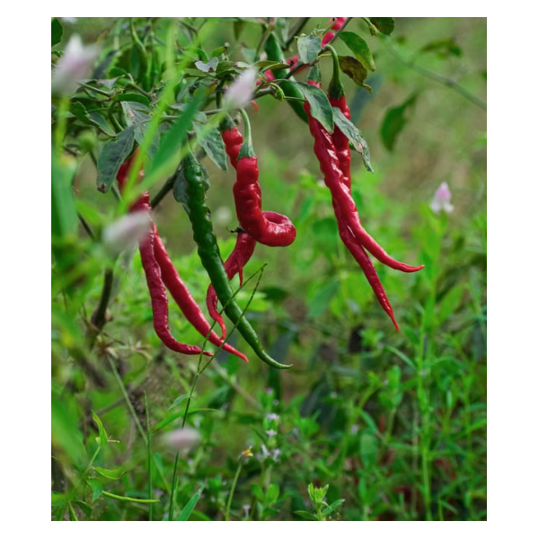 Piment de cayenne - 30g