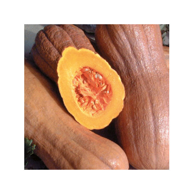 Courge violina -1kg
