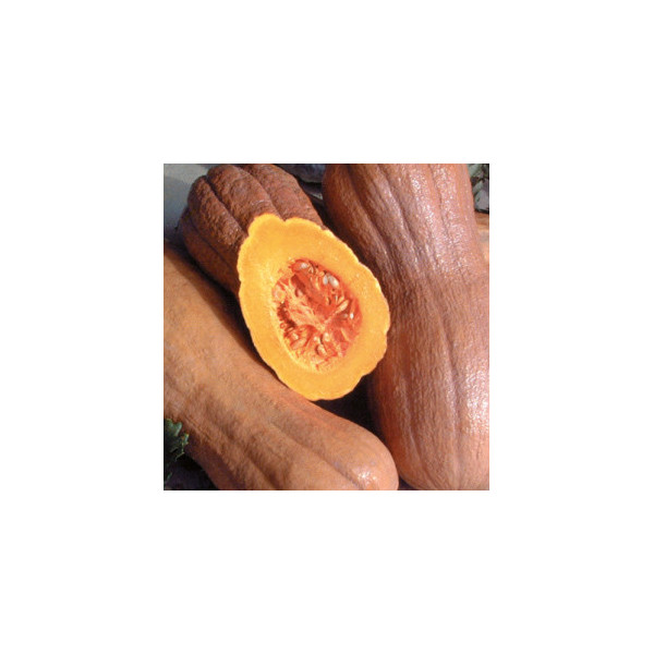 Courge violina -1kg