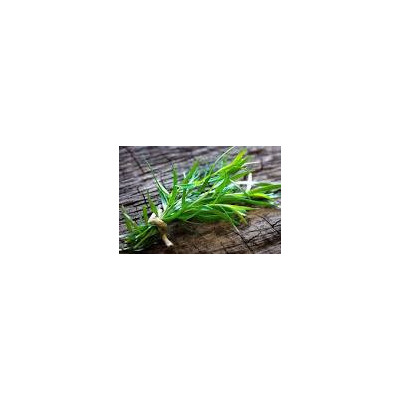 Estragon - 1 bouquet