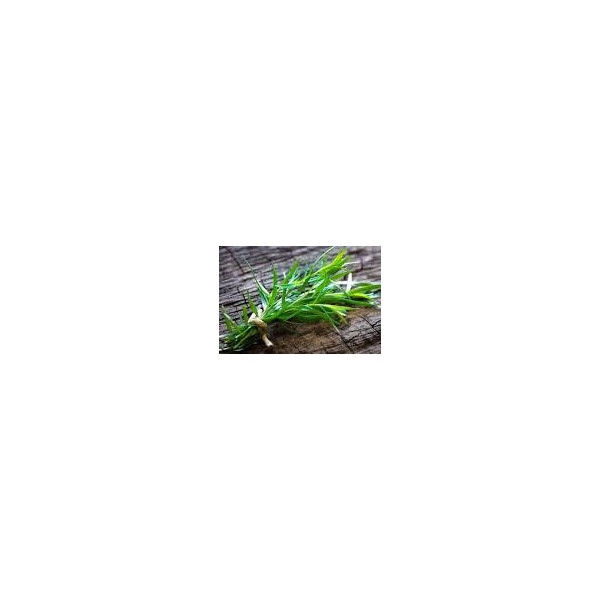Estragon - 1 bouquet