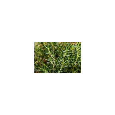 Thym - 1 bouquet