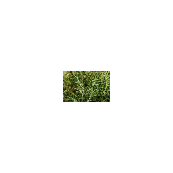 Thym - 1 bouquet