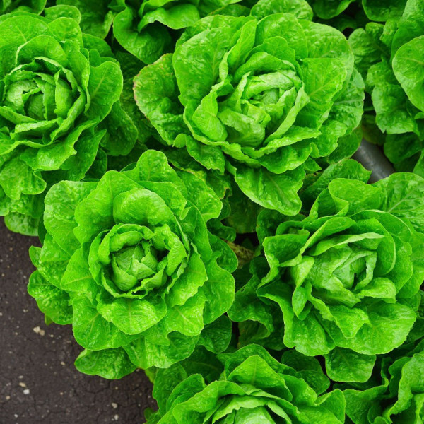 Laitue - 1 pièce