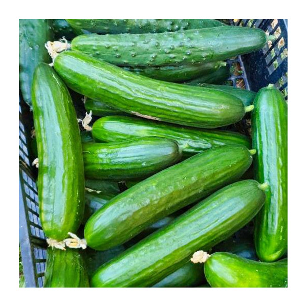 Concombre noa - pièce