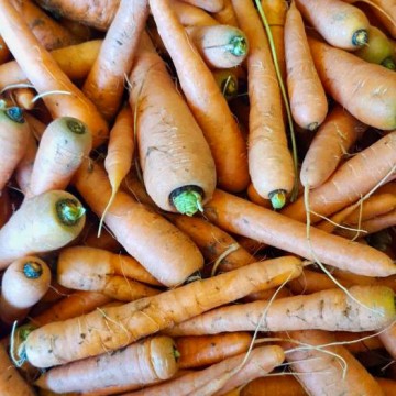 carottes-biologiques