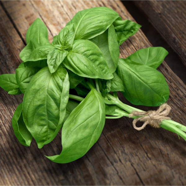 Basilic Genovese - 1 bouquet