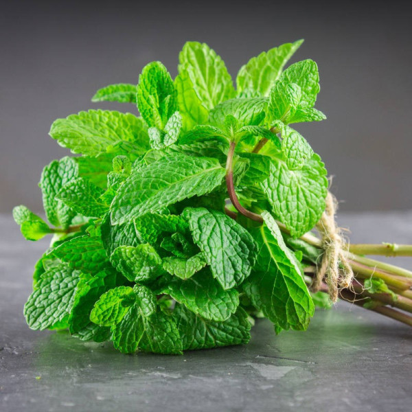 Menthe - 1 bouquet