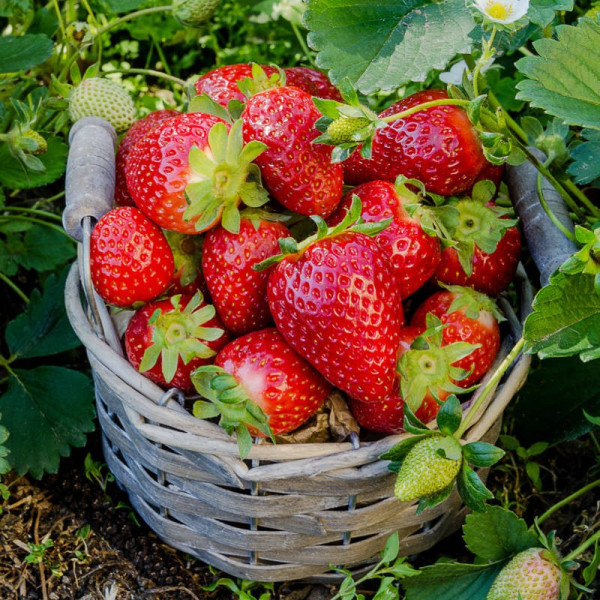 Fraise - 250g
