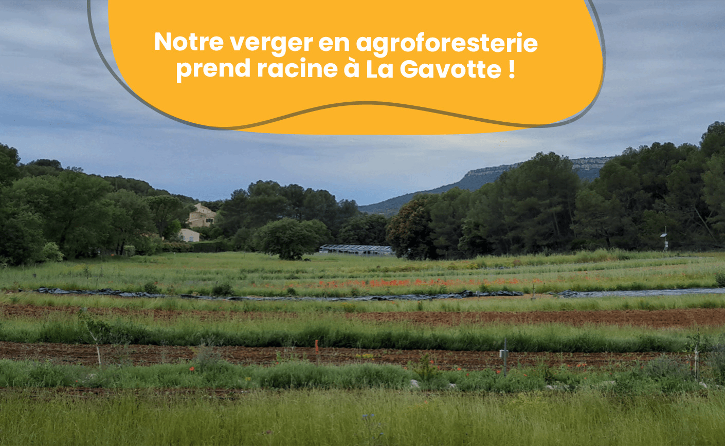 Notre verger en agroforesterie prend racine à La Gavotte !