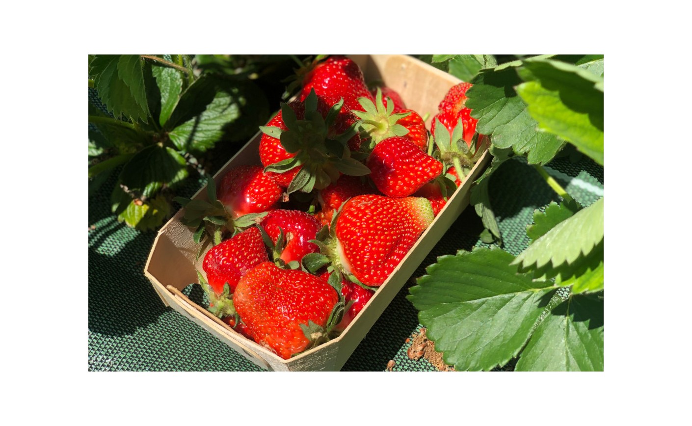 Les fraises arrivent et seront disponibles en vente additionnelle