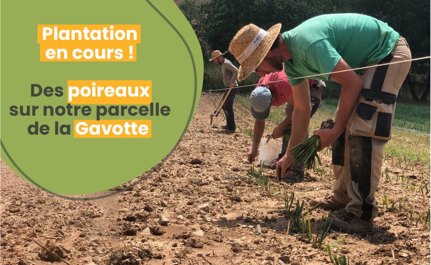 Plantation en cours des poireaux au Potager Municipal de Châteauneuf-le-Rouge : une récolte prometteuse cet automne !